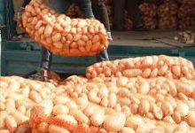 Photo of بطاطا آخر الموسم ..تكسر الأسعار