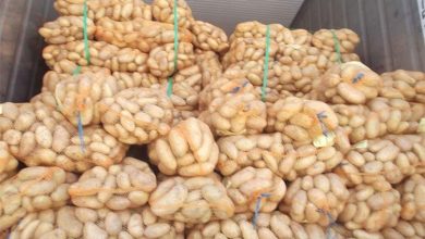 Photo of الشروع في تسويق البطاطا بـ 50 دج