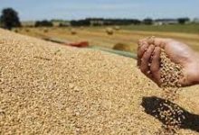 Photo of الجزائر تعتزم تقليص وارداتها من الحبوب