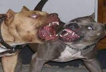 Photo of ممنوع تربية الكلاب الخطيرة