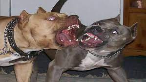 Photo of ممنوع تربية الكلاب الخطيرة