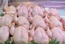 Photo of الدجاج بـ 350 دج للكلغ بخمس ولايات
