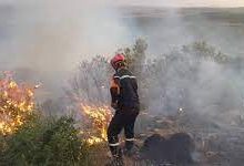 Photo of الحرائق أتلفت 288 هكتاراً