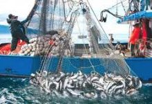 Photo of مصيدتان جديدتان لأسماك التونة