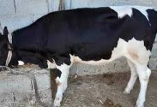 Photo of إجراءات عاجلة لاحتواء مرض الجلد العقدي للأبقار