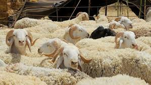 Photo of مجلس الوزراء درس المخطط