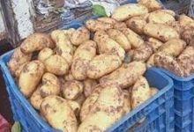 Photo of أسعار البطاطا تلتهب