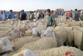 Photo of معسكر تحيي روح العيد