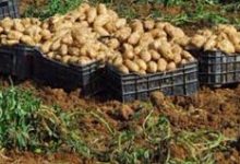 Photo of رهان فلاحي بمستغانم