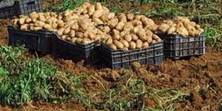 Photo of رهان فلاحي بمستغانم