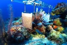 Photo of ورشة جزائرية يابانية بوهران