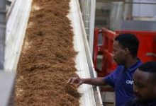 Photo of زيمبابوي تدشن أكبر مصنع