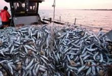 Photo of 126 مليون أورو مداخيل السمك بعين تموشنت