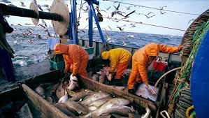 Photo of صيد غير قانوني للسمك بوهران