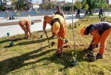 Photo of غرس 3 آلاف شجيرة