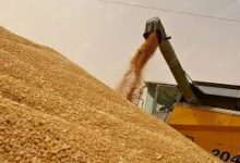 Photo of تسخير كافة الإمكانيات للرفع من طاقة إنتاج الحبوب