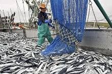 Photo of إنتاج السمك تجاوز 10 ألاف طن