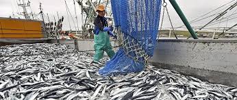 Photo of إنتاج السمك تجاوز 10 ألاف طن