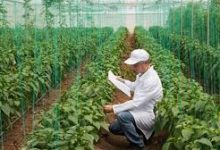 Photo of توصيات في  ختام ملتقى المهندسين الزراعيين