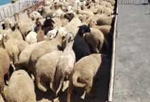 Photo of شحنة جديدة من رؤوس الأغنام