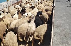 Photo of شحنة جديدة من رؤوس الأغنام