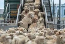 Photo of استعدادات لإستقبال أضاحي   العيد