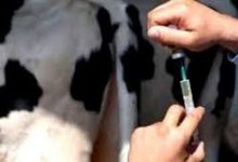 Photo of تعزيز المناعة لدى رؤوس الأبقار