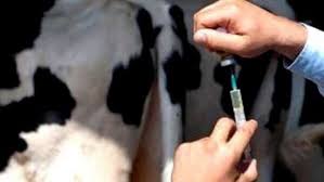 Photo of تعزيز المناعة لدى رؤوس الأبقار