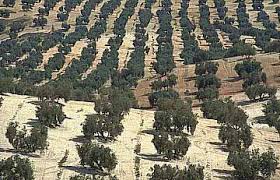 Photo of نجاح عملية غرس 113 هكتار من الزيتون