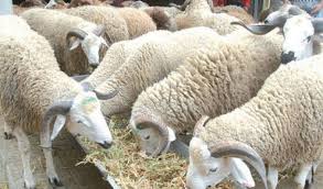 Photo of جنون الأسعار يحرم المواطنين من العيد