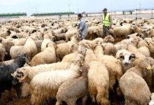 Photo of انطلاق بيع الأضاحي المستوردة