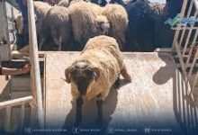 Photo of تحديد كيفية اقتناء أضاحي العيد عبر المنصة الرقمية