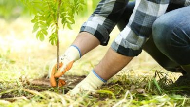 Photo of غرس 3 آلاف شجيرة