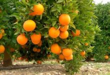 Photo of طفرة في إنتاج الحمضيات بمعسكر