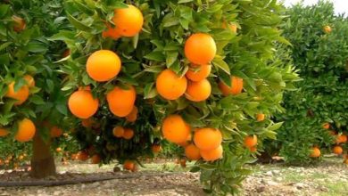 Photo of طفرة في إنتاج الحمضيات بمعسكر
