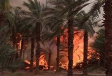 Photo of 7 حرائق تلتهم الغطاء النباتي