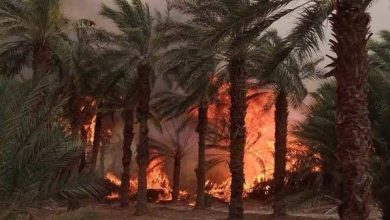 Photo of 7 حرائق تلتهم الغطاء النباتي