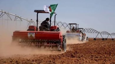 Photo of الجزائر تستهدف تسويق 3 ملايين قنطار من البذور