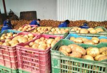 Photo of 740 طنا من البطاطا لكسر الأسعار