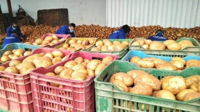 Photo of 740 طنا من البطاطا لكسر الأسعار
